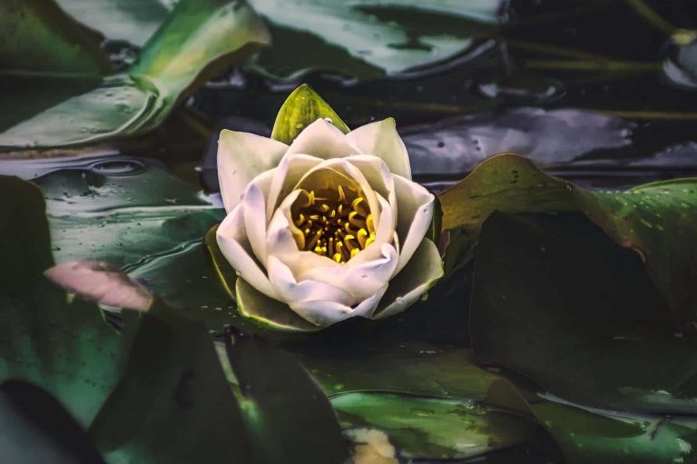 What Can Be Learned from Buddhist Approaches for Mental Health
