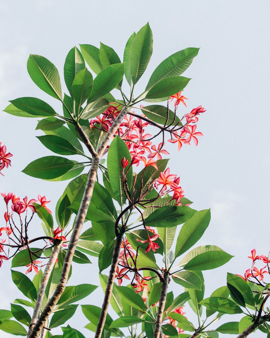 Pink frangipani in flower against a pale sky