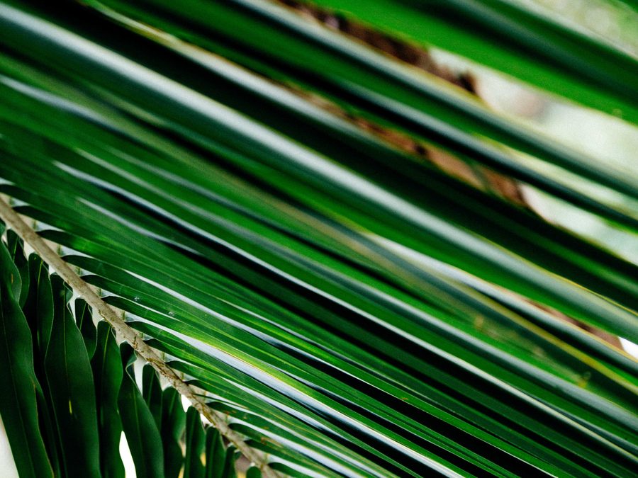 A path through the botanical gardens