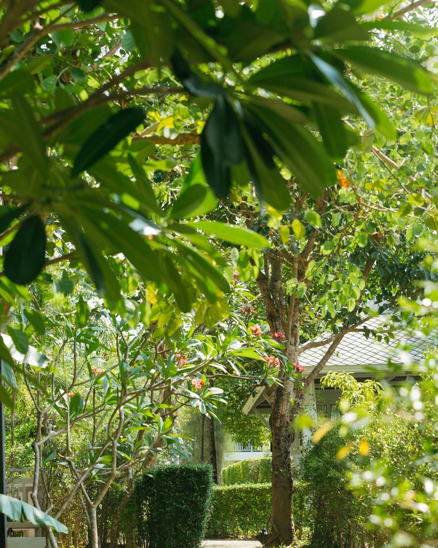 A shaded garden path beneath frangipani and broad-leaved trees, leading towards a tiled pavilion roof in the grounds