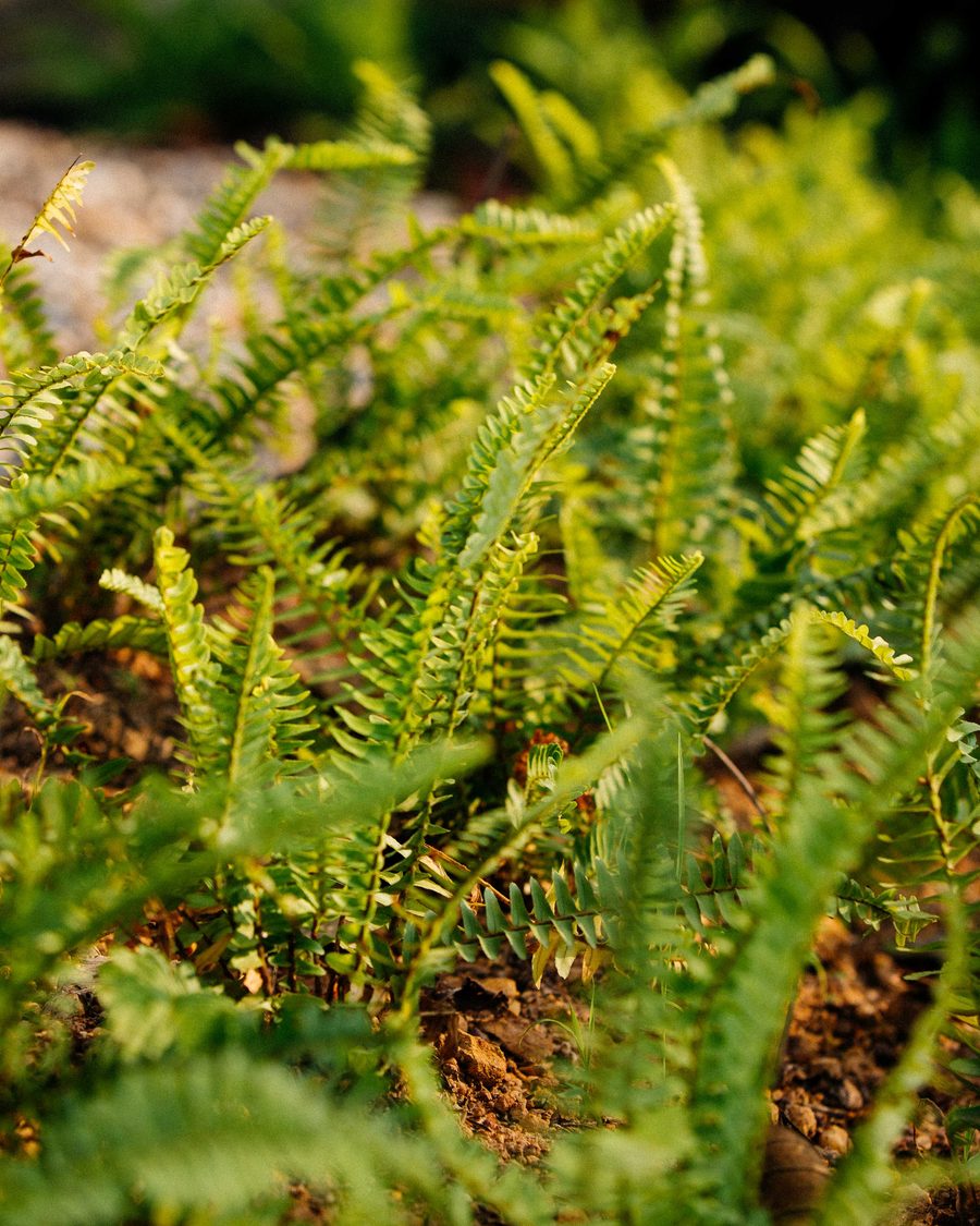 Ferns in the planting beds in the grounds, in late afternoon light