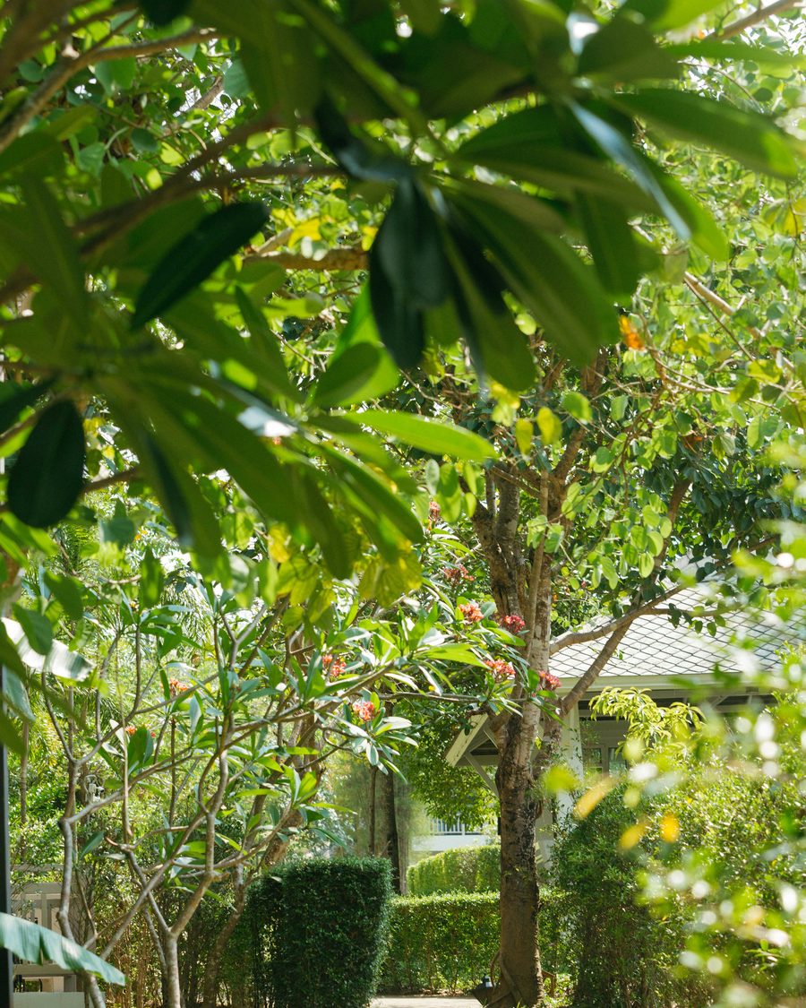 Frangipani in flower in the grounds, with one of the villas beyond